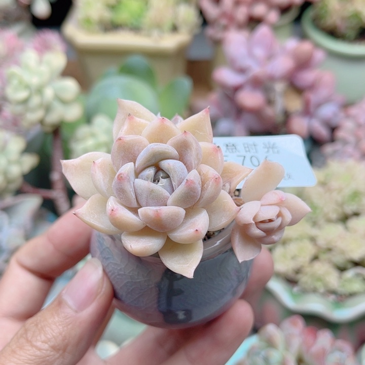 706 粉兔 带陶瓷盆发货 满28包邮