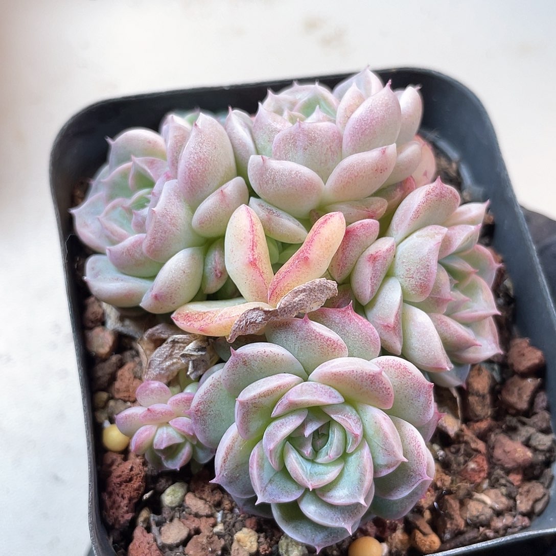 优选28号女王767