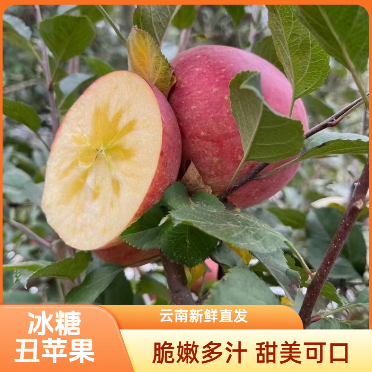 云南昭通冰糖心富士丑苹果现摘现发新鲜应季孕妇水果5斤包邮 
