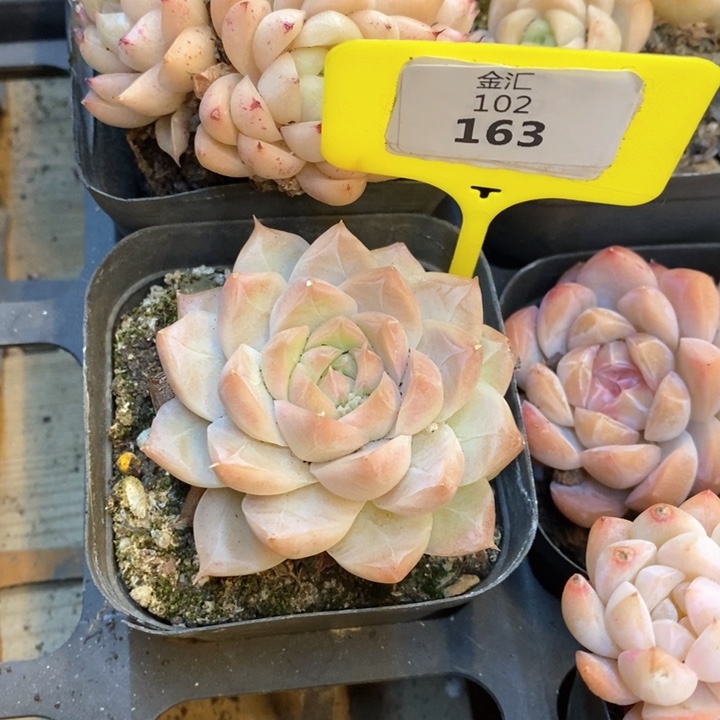 福利多多。102163