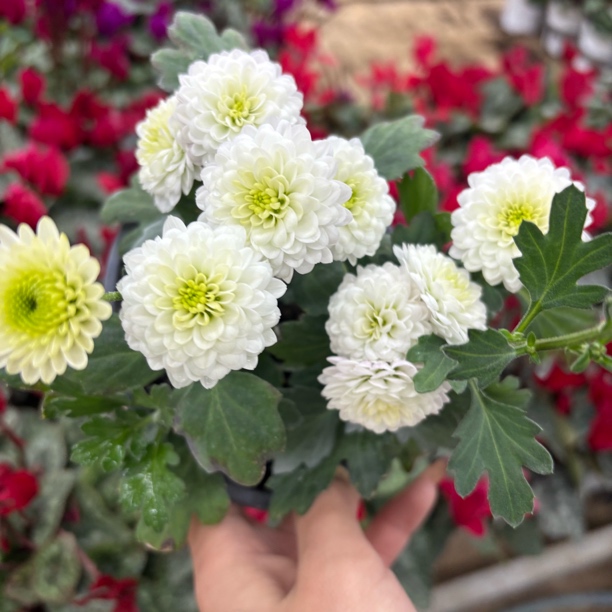 精品可爱桌面款科隆香水小菊鲜花生花苞发货到手一盆带花苞花卉
