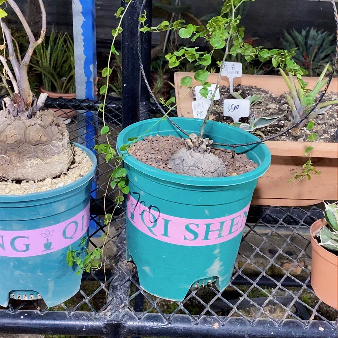 鱼**鸟000000000000000000000