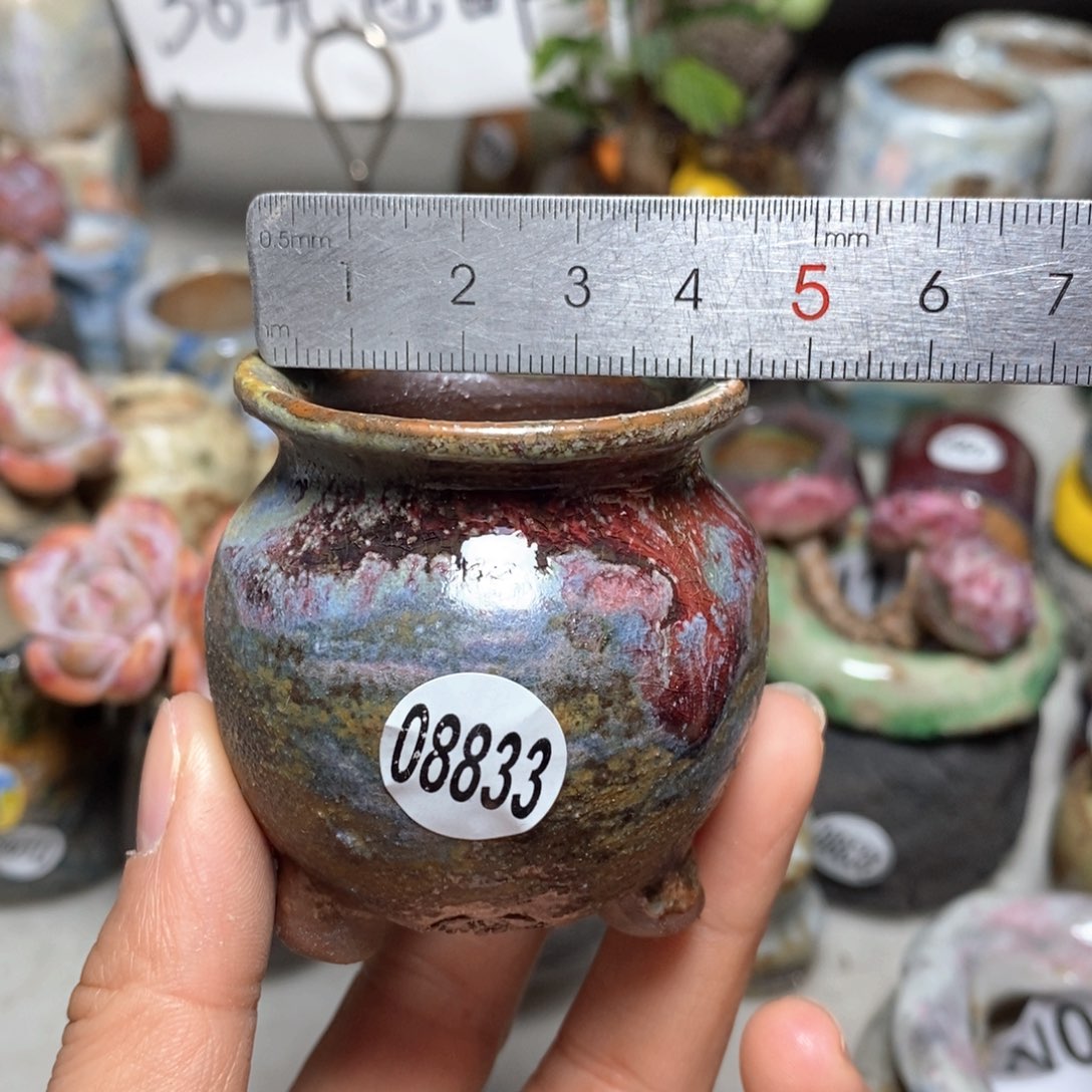 花盆拍5送一个小礼物