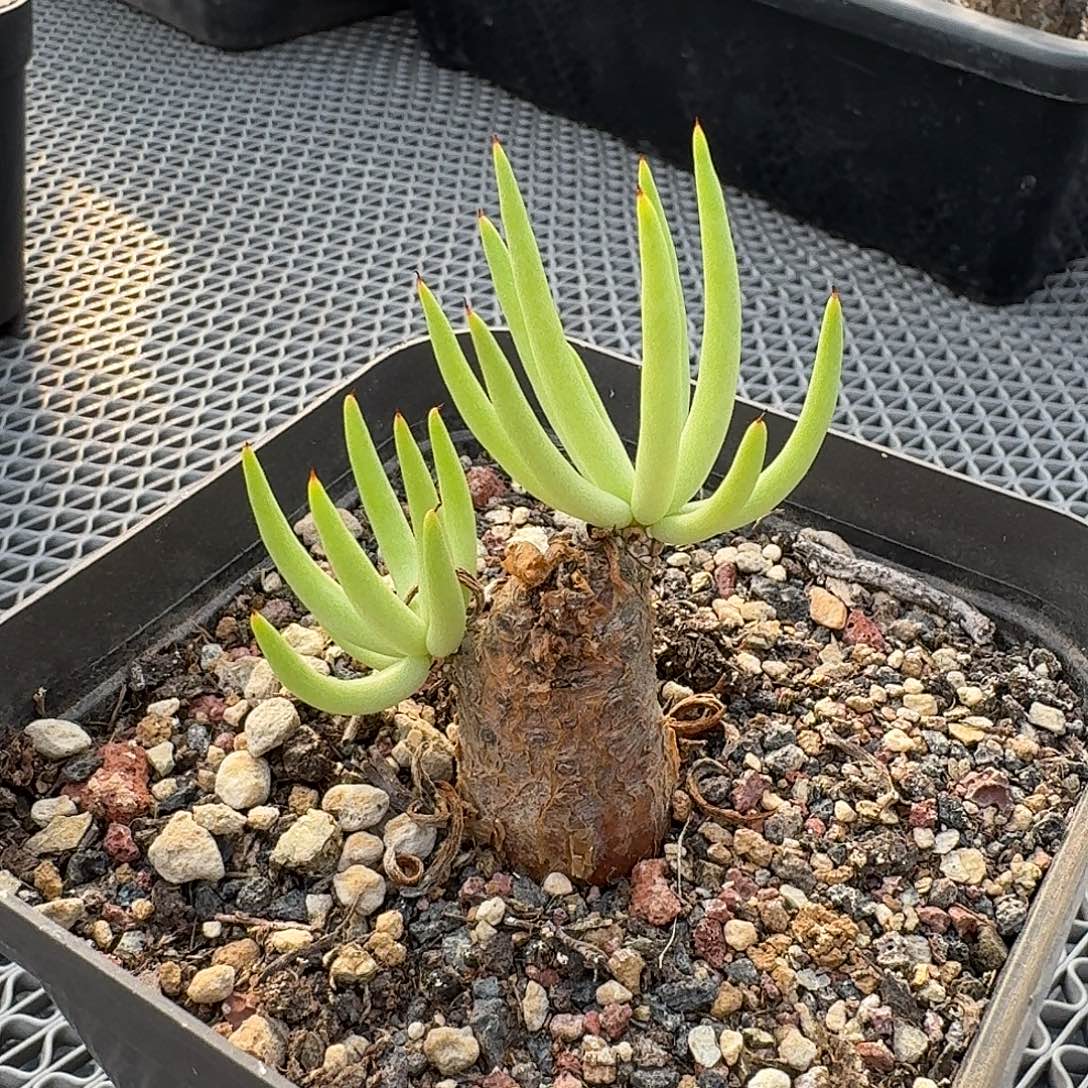 加里斯白象奇峰锦带盆