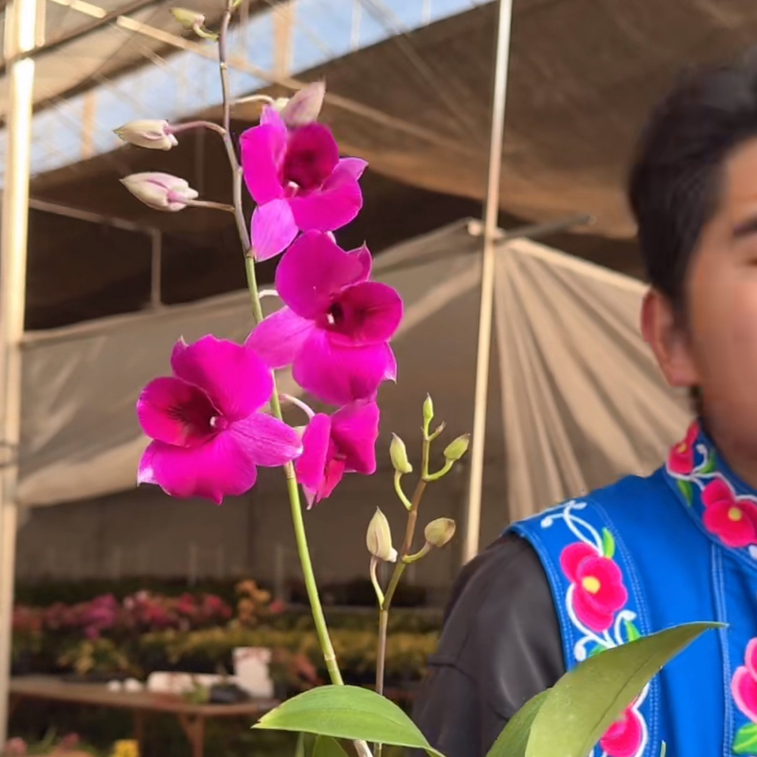 1113—石斛兰石斛好养花期长 (全场两颗包邮只拍一颗发苗)