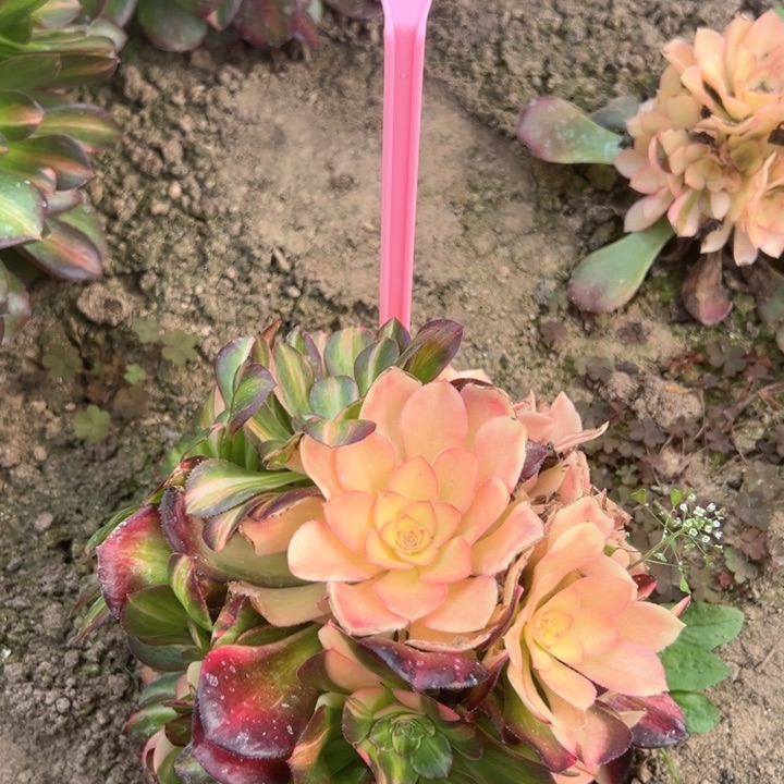 1-108流星雨多肉植物