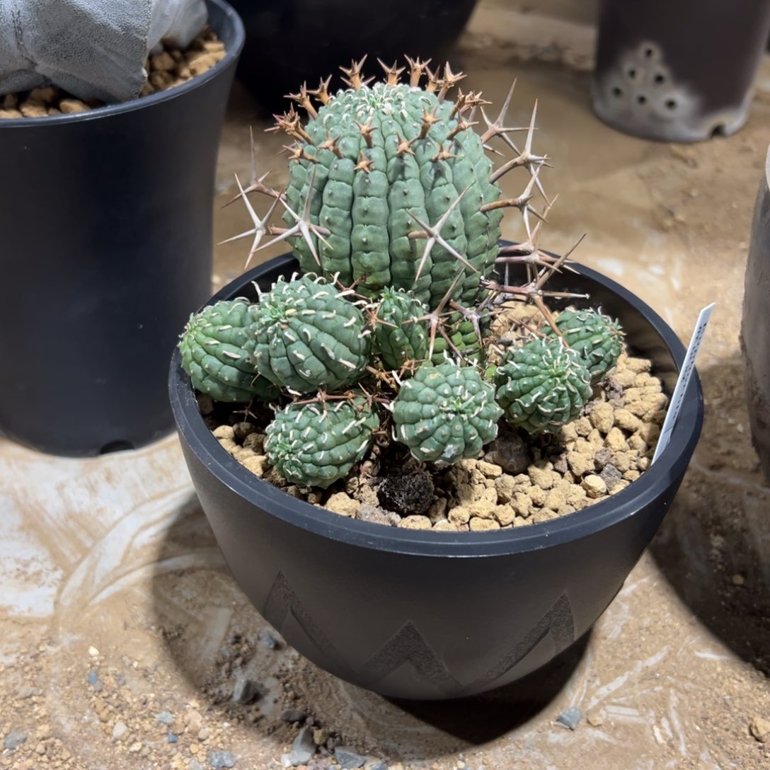 群星冠wwwwwwwwwww