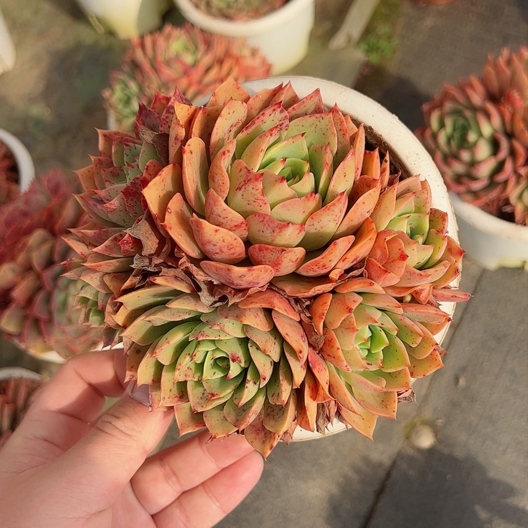 贝拉多娜群生整桩老桩