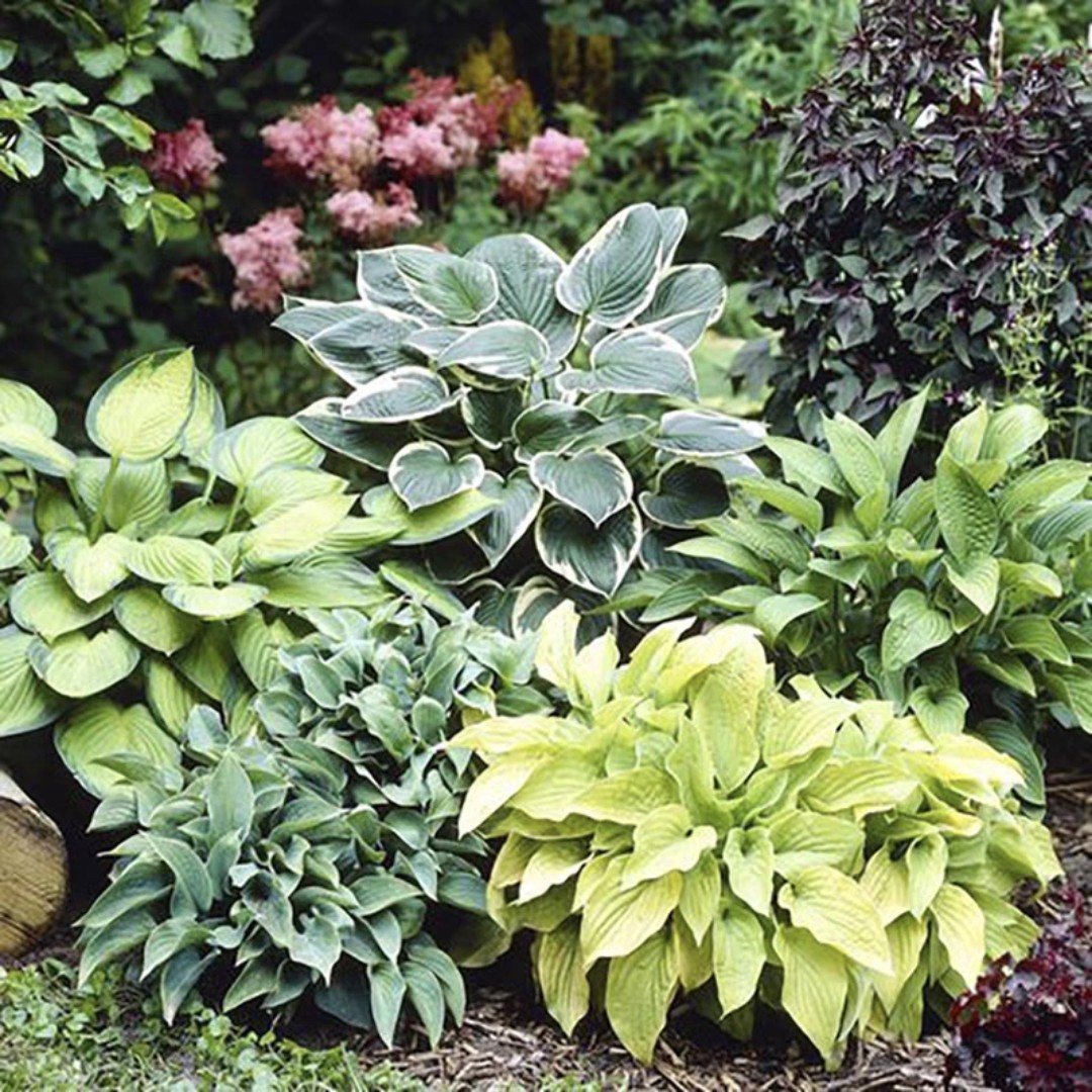 阴生花园花叶玉簪花苗盆栽金边耐寒大叶宿根庭院阳台观叶植物