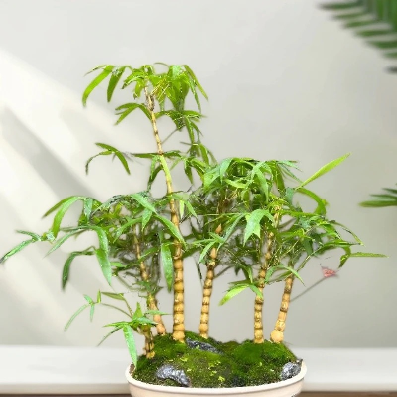 精品金丝丛林佛肚竹玄关客厅盆栽文人禅意观赏黄金间碧竹/不含盆