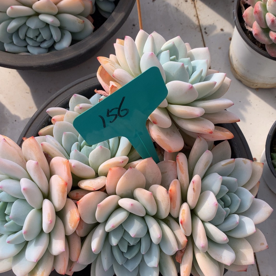 冷香626262627272727