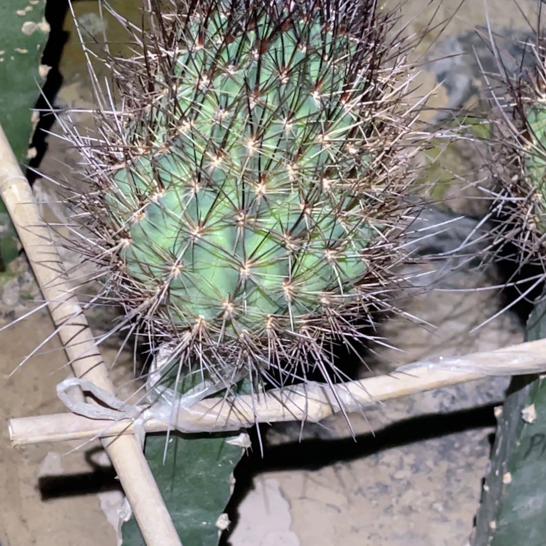 雷****橙花黑喉 嫁接 带根