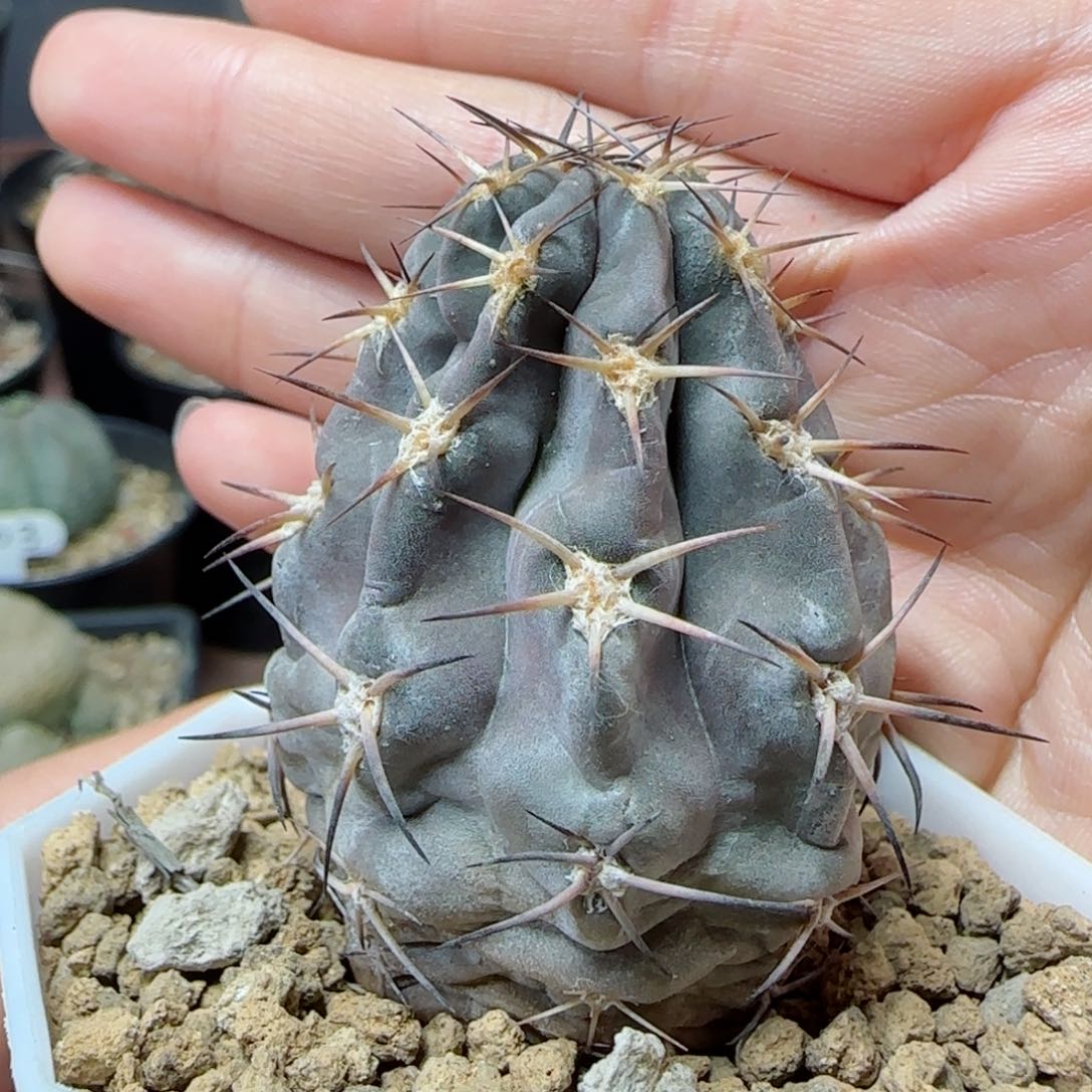 实生阿寒玉多肉000