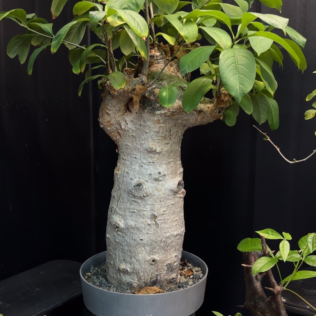 塔塔猴面包树产地熟桩