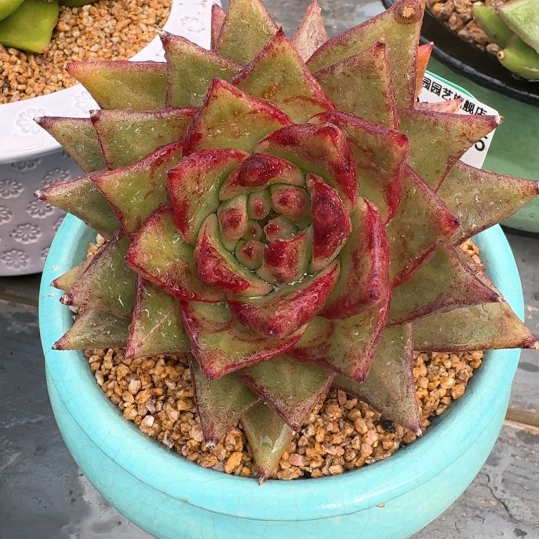 从前慢多肉精选编号0314.395