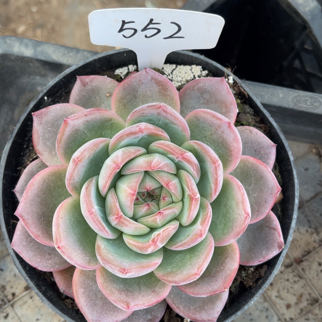 老阿姨花卉一物一拍552