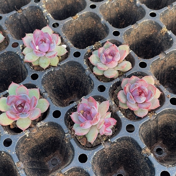 小黑橙子1.5带土发过