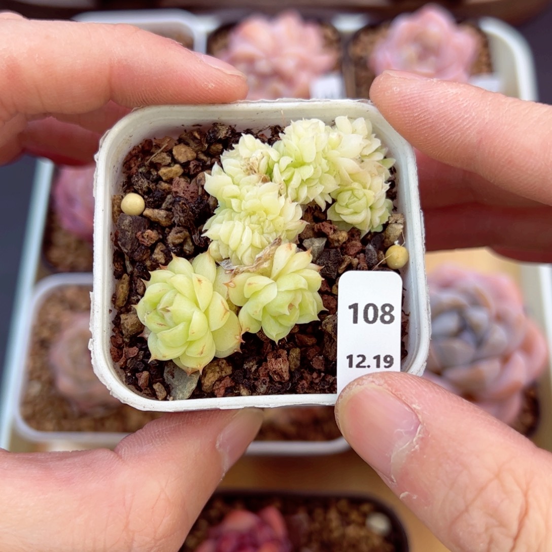 好好看108、哈哈哈哈