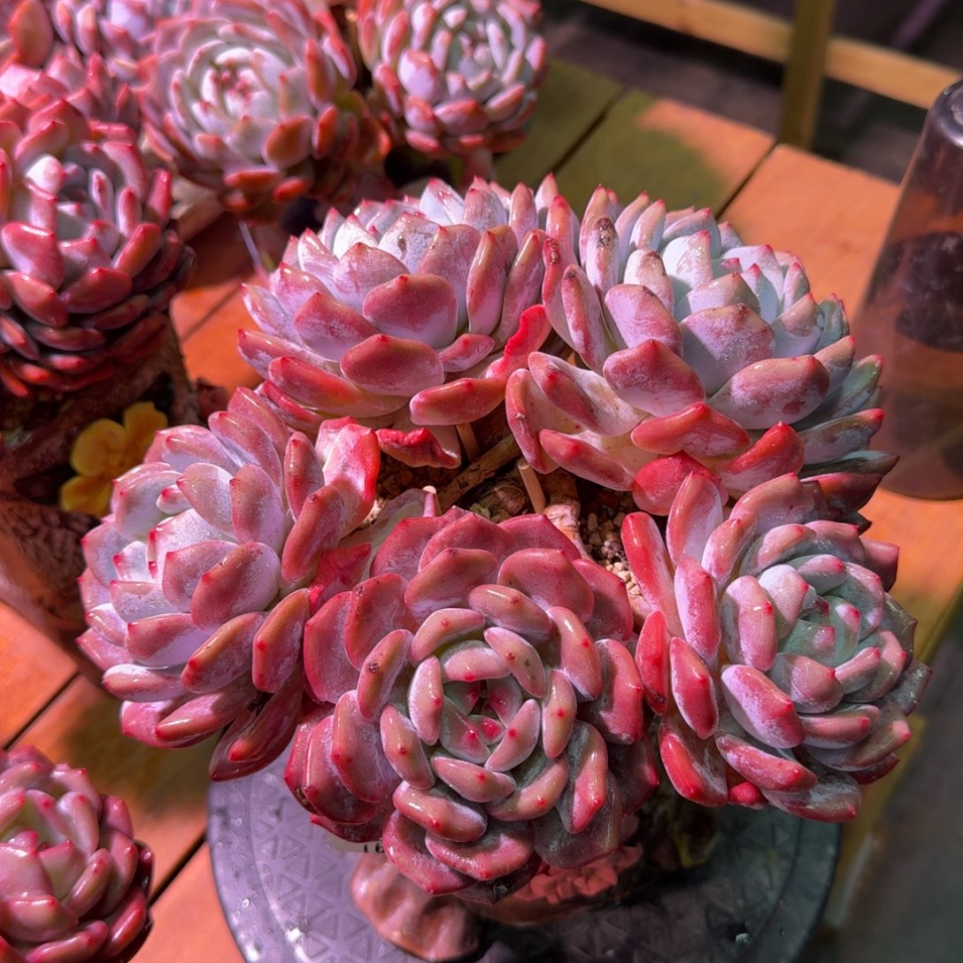 假如橙梦露脱土发货