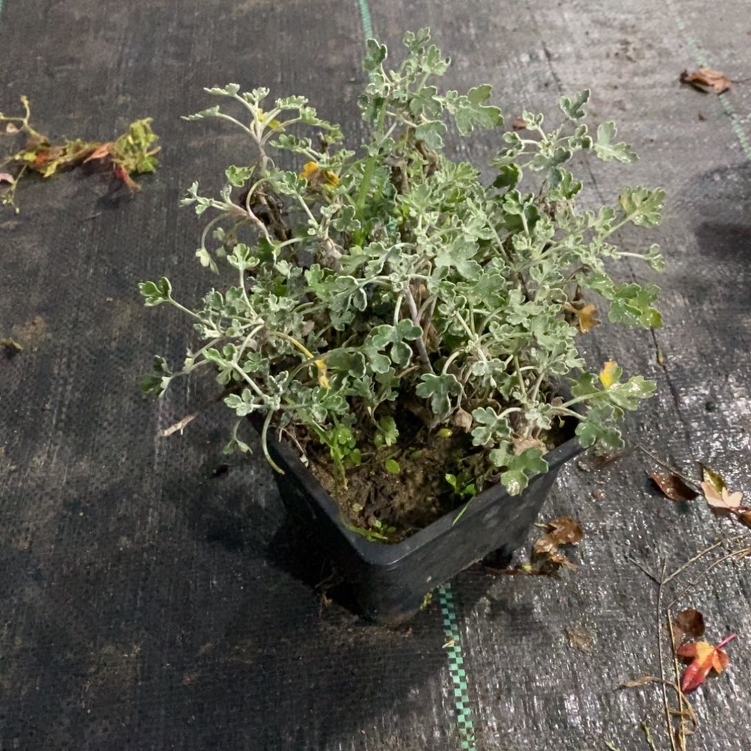 无花朵盆景盆景15