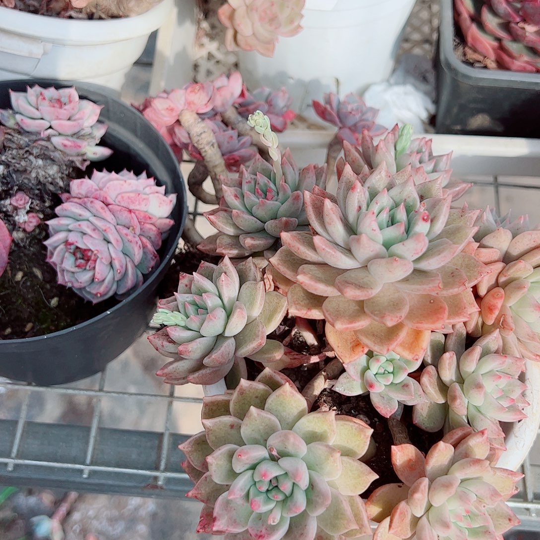 绚丽璀璨多头群生老桩