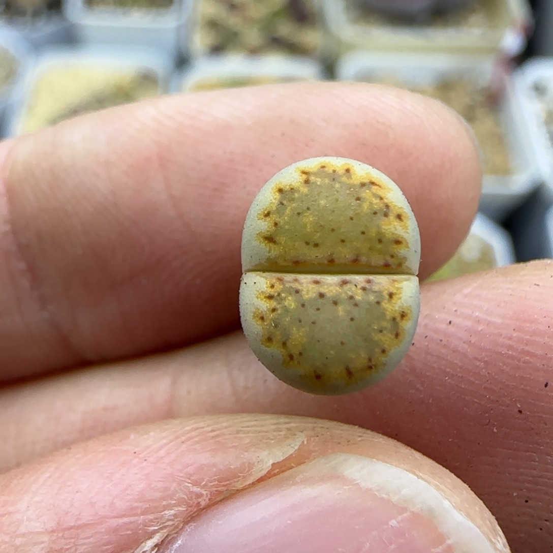 525小个子饼干清框福利30包邮