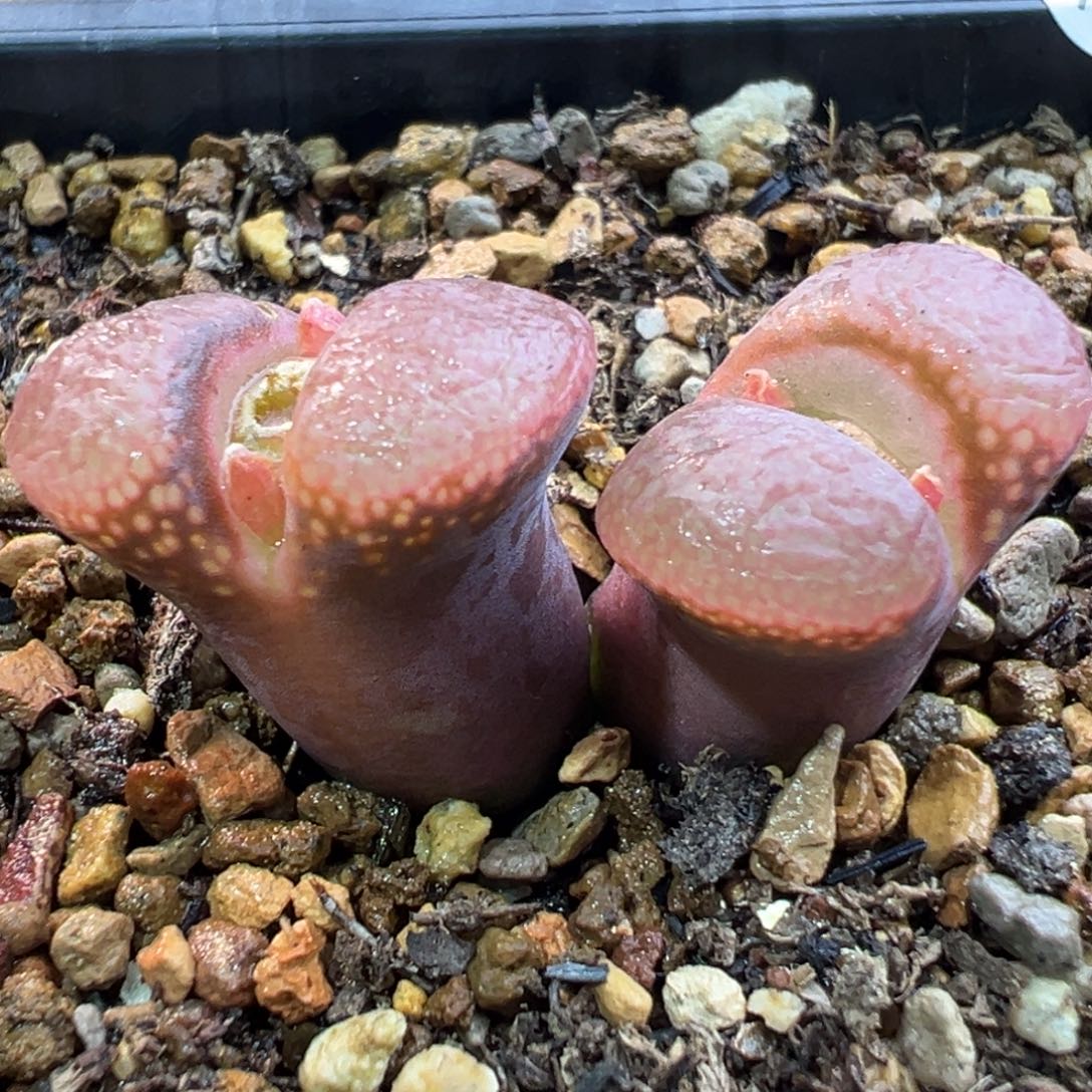 145多肉双头优选日本原株风铃一棵特