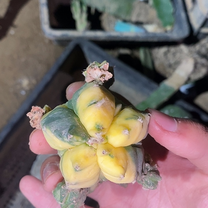 苗落无根复棱龟甲鸾锦