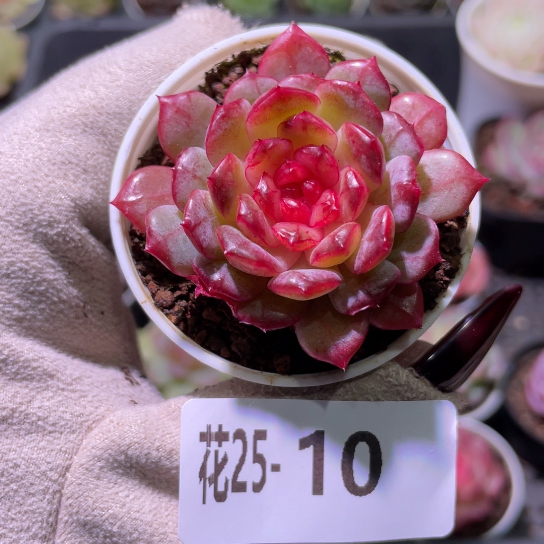 花利美25-10露水红颜