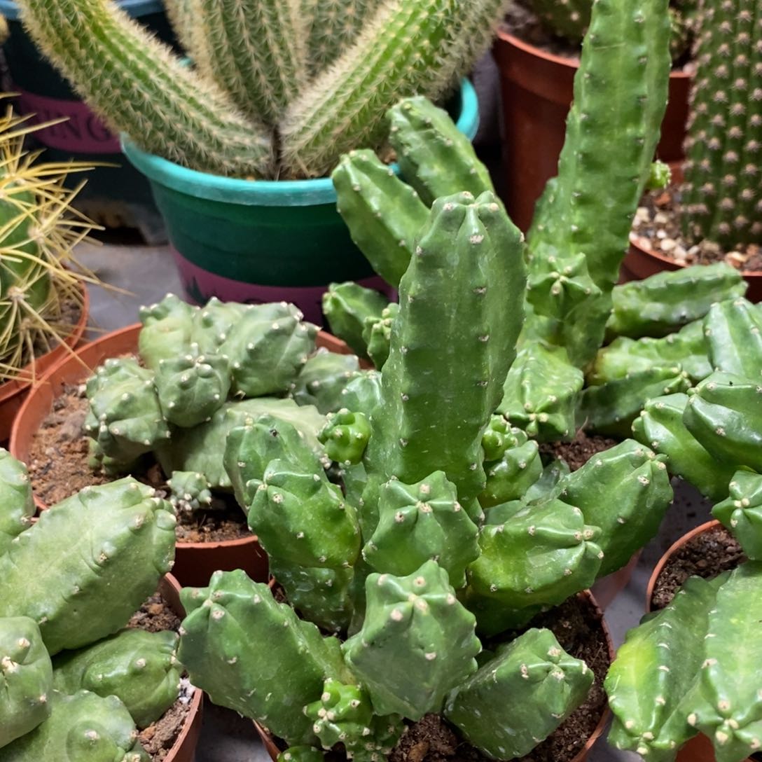 三盆群生桃太郎一组