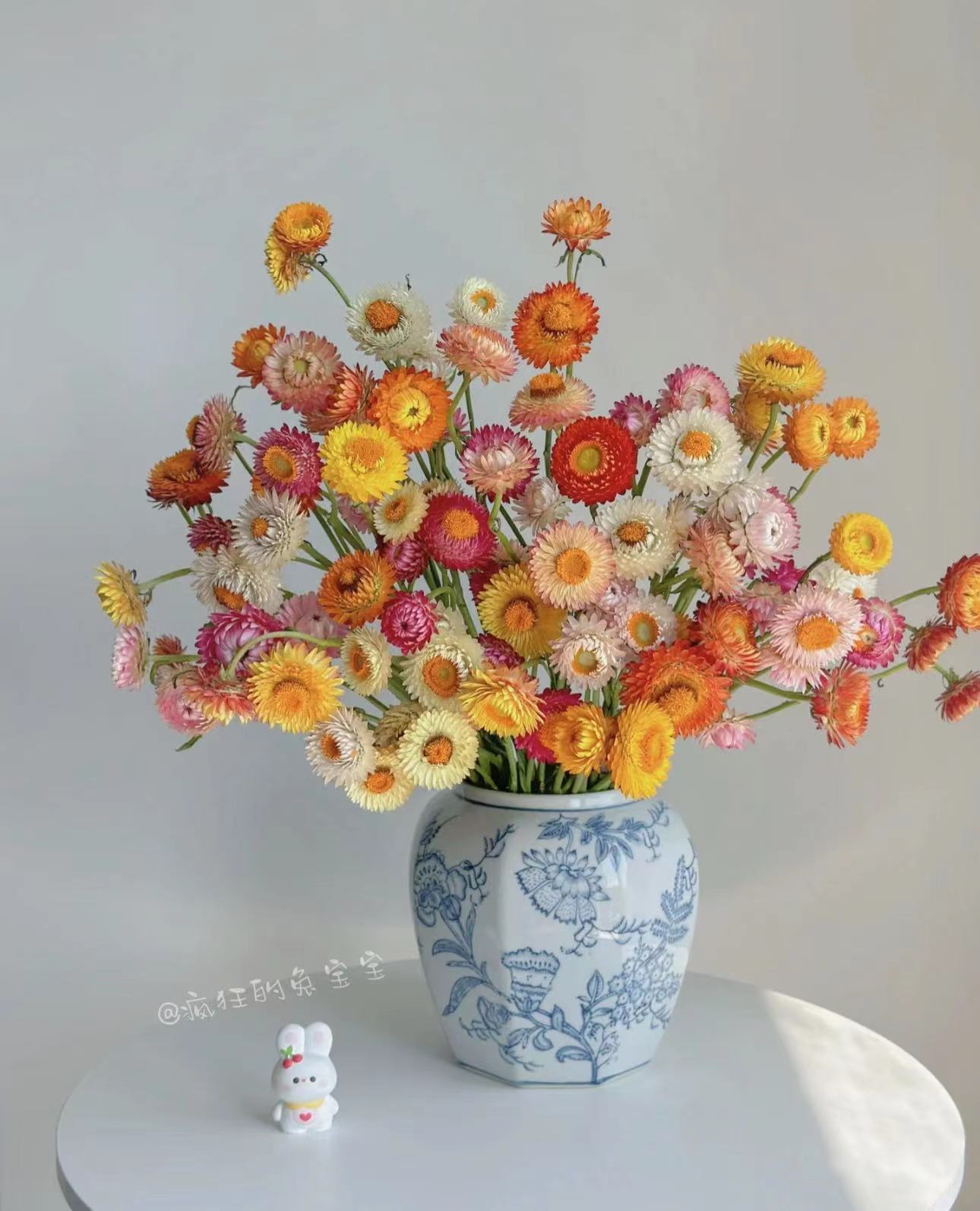 【拾忆花坊】麦杆菊    AAA级鲜切花可做干花