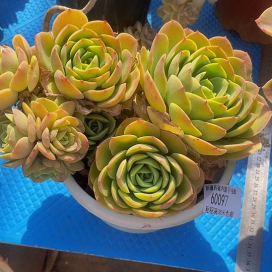 越****y桃花坞60097多肉