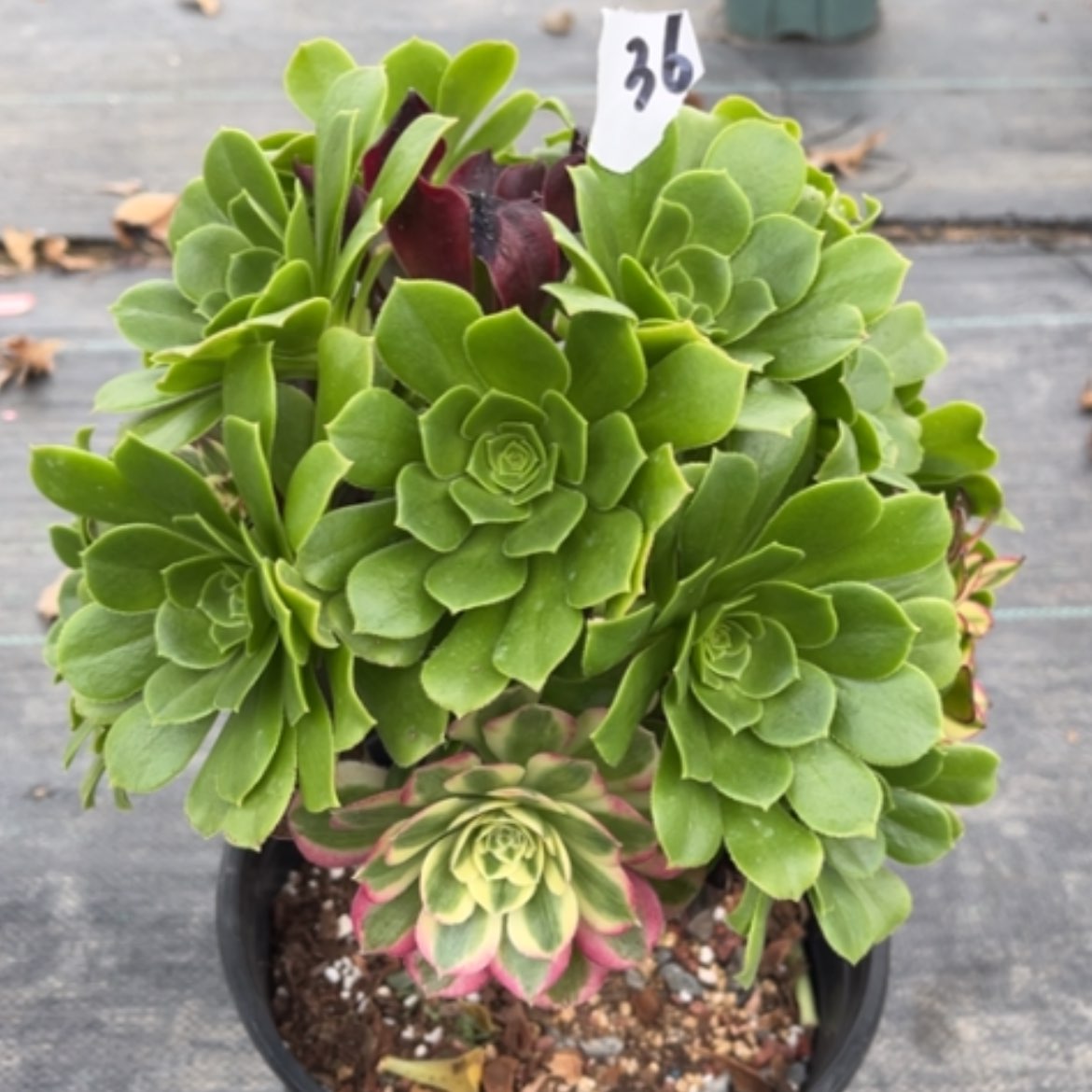 【闪购商品】36嫁接多肉法师