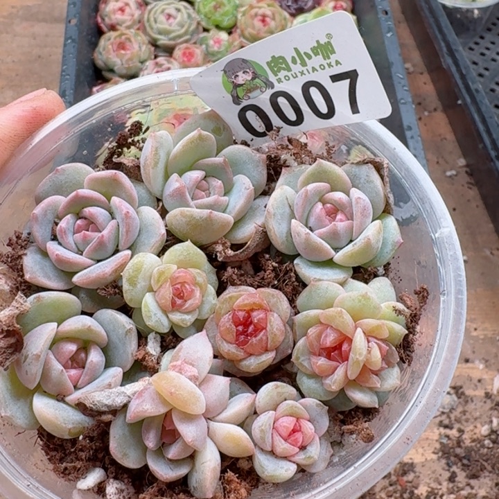 多肉植物多肉植物