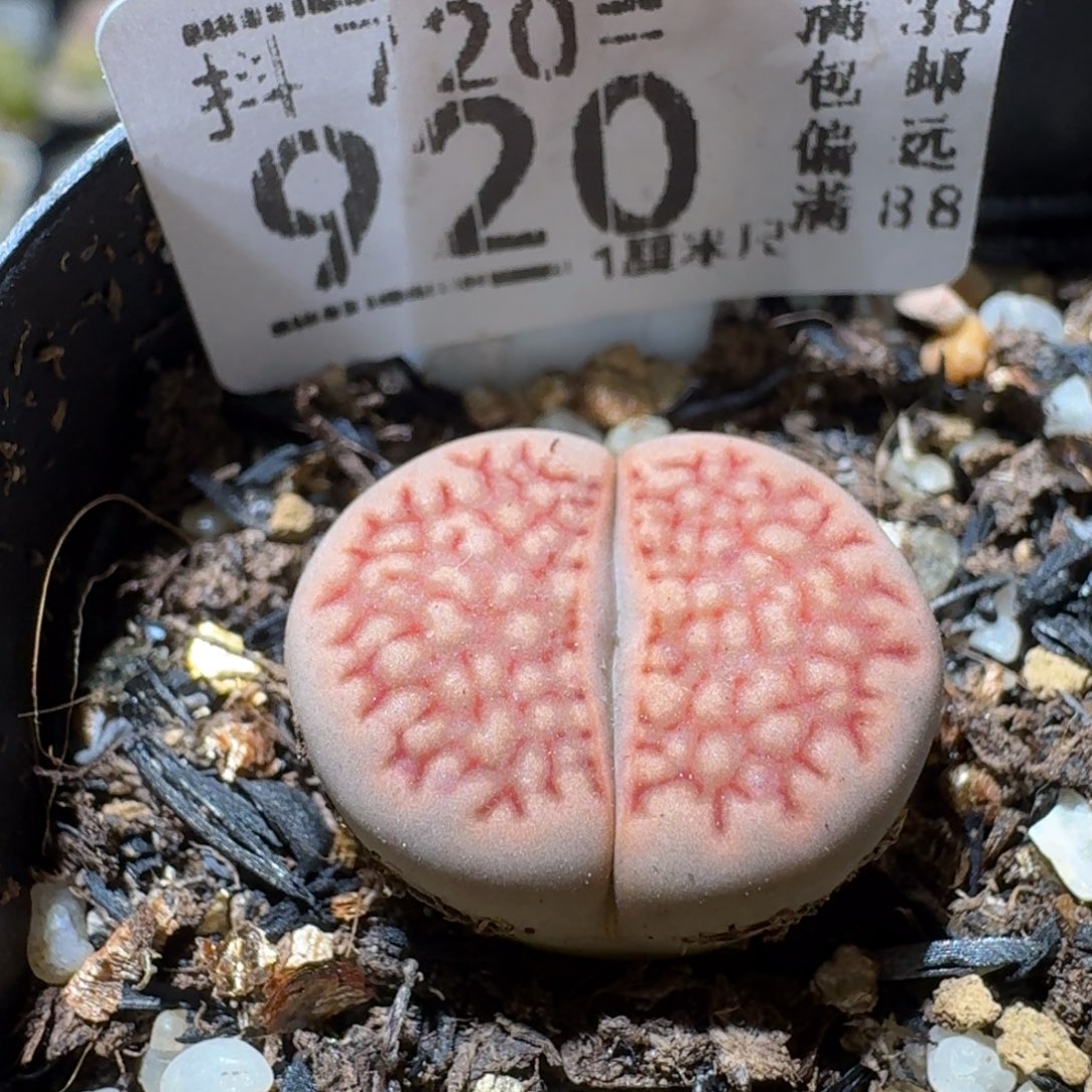 Sss精选优质石头920