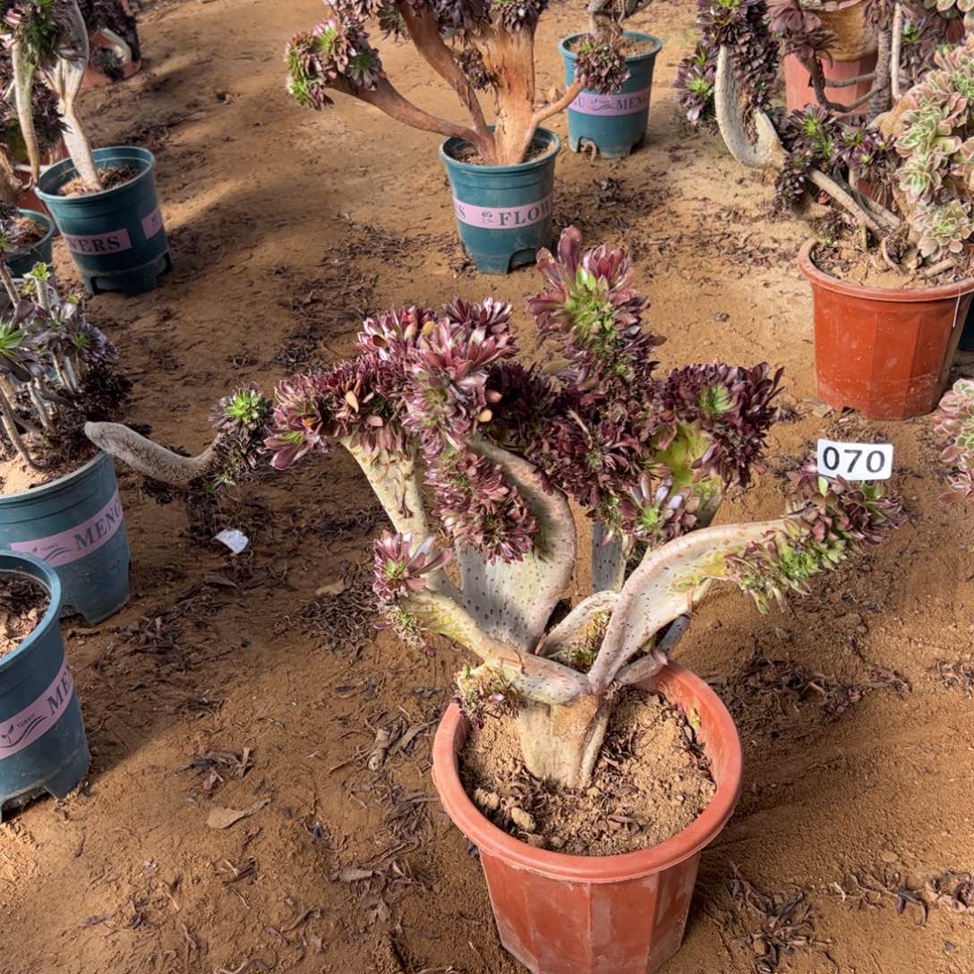 有伤黑缀070宽高35