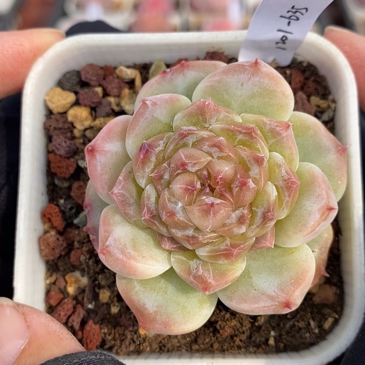 1201-635，冰魄多肉