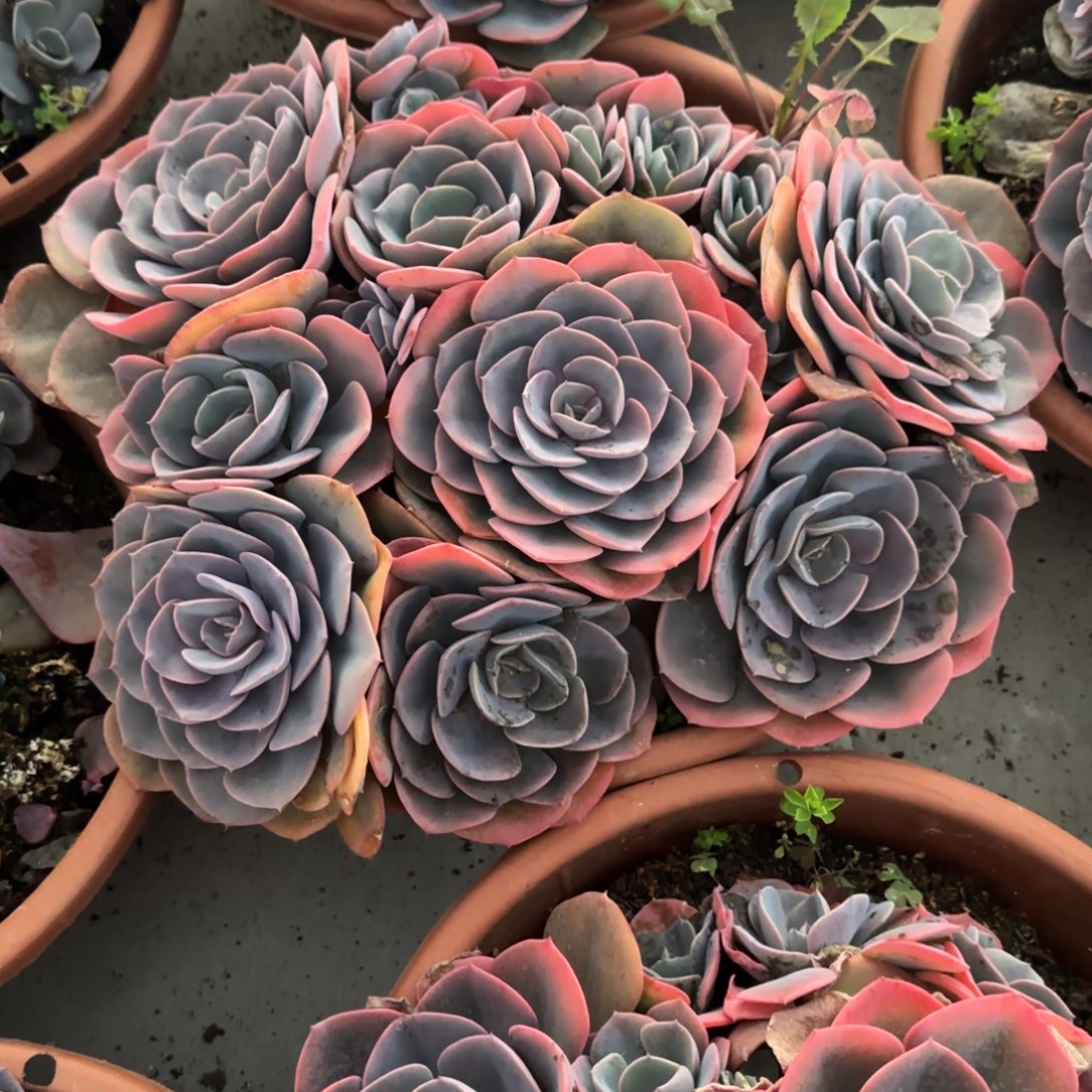 ****࿐多肉植物多肉植物
