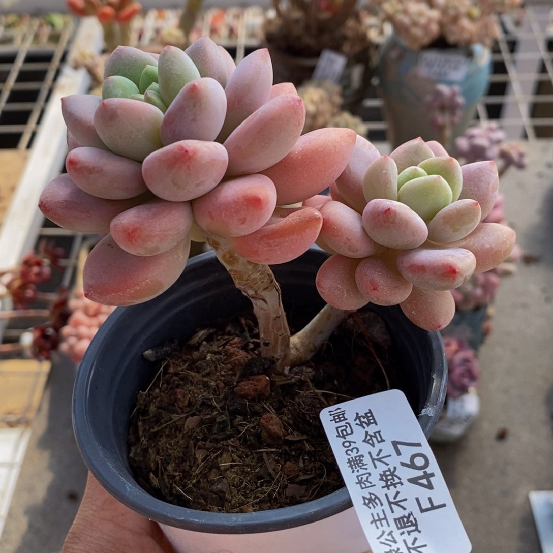 樱花洛神467/8c m