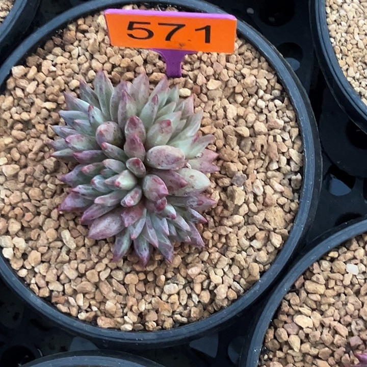 袁***儿多肉植物虞美人571