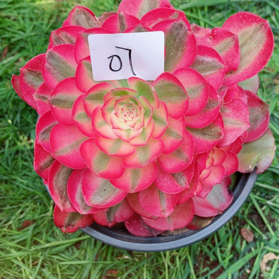 一物一拍多肉法师07