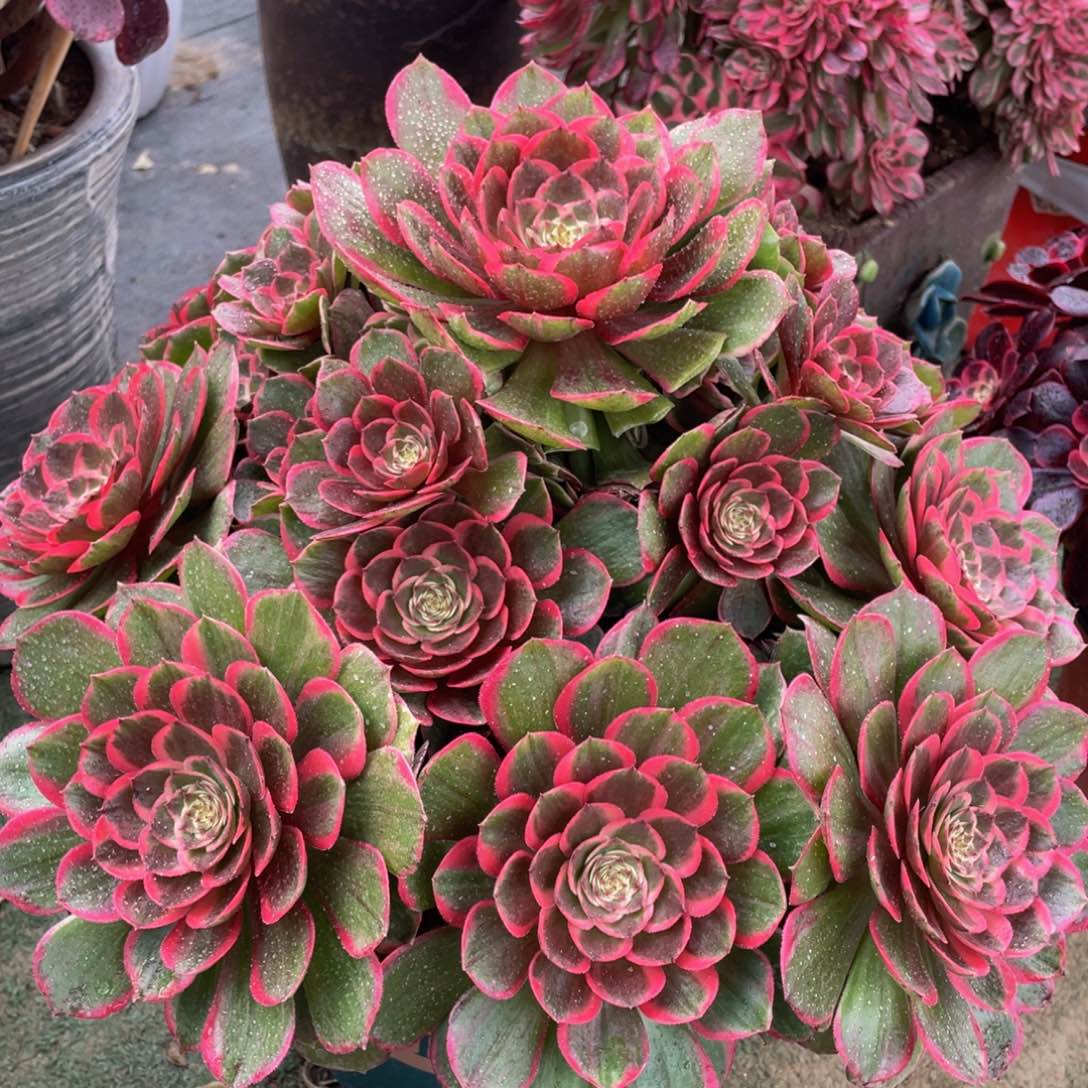 053粉花妖大捧花精品法师多肉