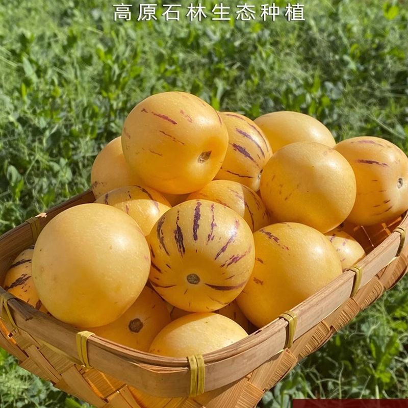 云南石林人参果黄肉圆果新鲜现摘应季水果树上熟超甜黄心大果低糖
