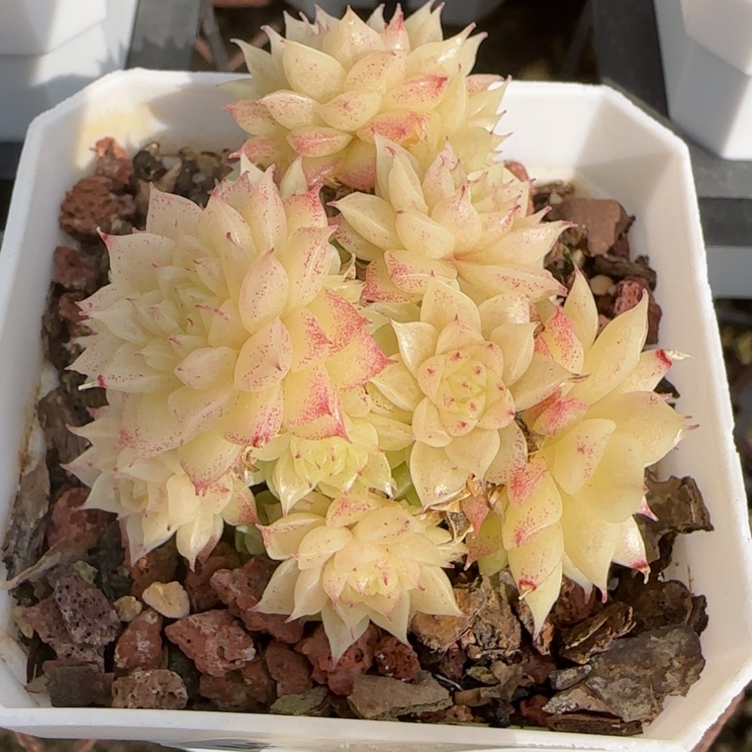 花语逸境0221-440散