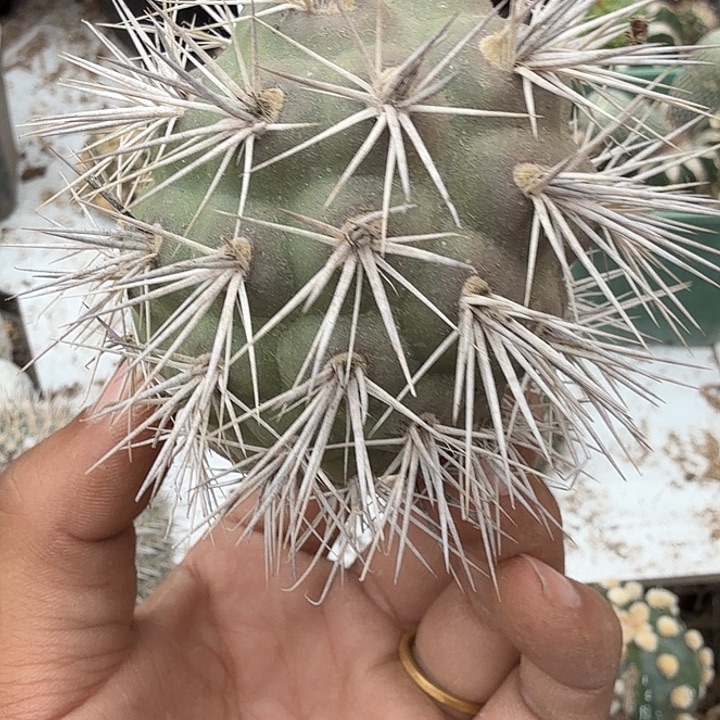 习志野仙人球生根0339