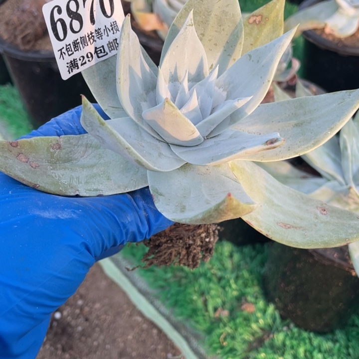 870号雪山多肉植物