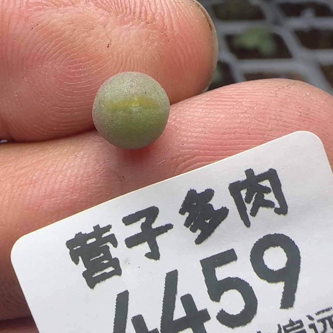 空蝉。                     