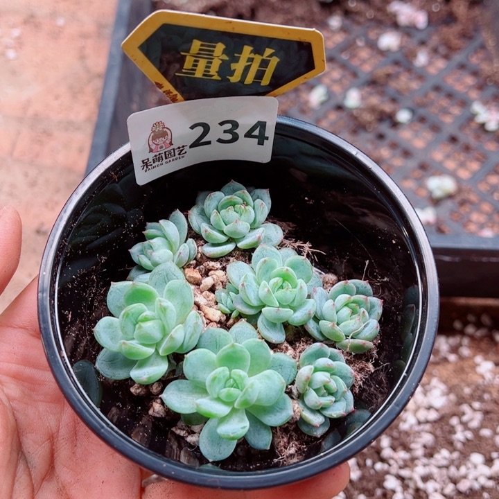 多肉植物多肉植物