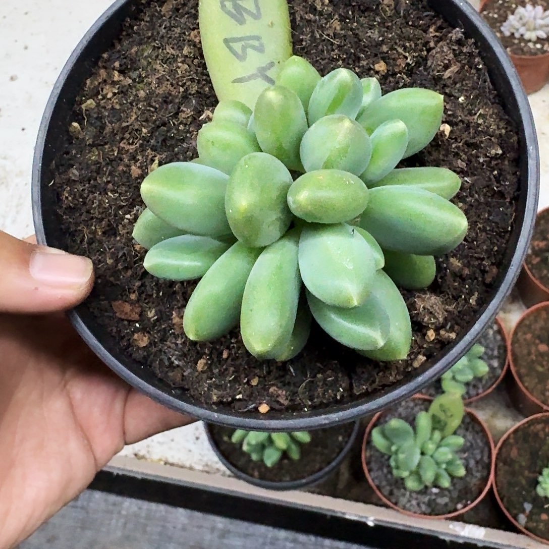 芭比亚 5头  一物一拍