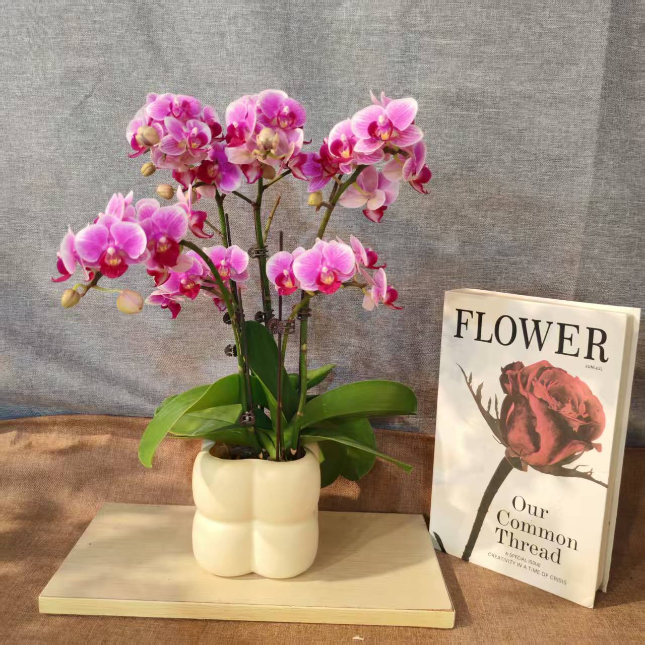 【糖果缤纷】蝴蝶兰室内种植观赏送礼带花 发货